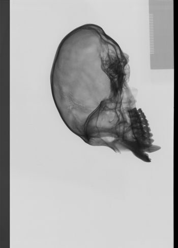 Media type: image;   Mammalogy 10135 Description: lateral;